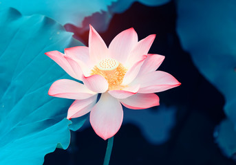 Lotus flower and Lotus flower plants