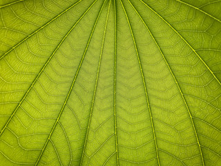 green texture of fresh background