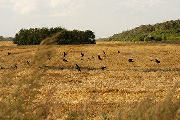 a flock of crows flies over the autumn field. Halloween background concept