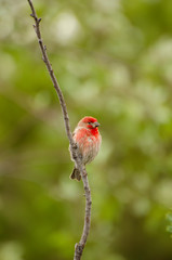 house finch in a green forest in Idaho in the spring