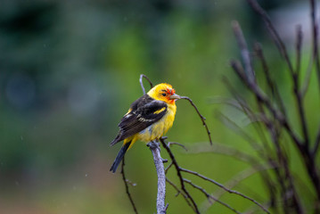 Western Tanager on a branch in the rain in Idaho in spring