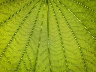 green texture of fresh background