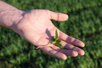 in the open palm of a small plant on the background of a field with plantings