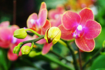 The butterfly orchid