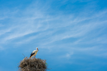 Stork nest on a Column