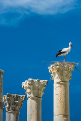 Stork nest on a Column