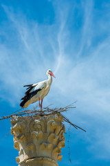 Stork nest on a Column