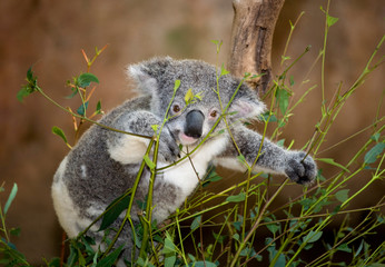 koala bear in tree