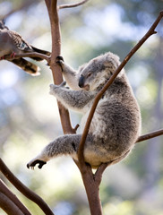 Naklejka premium koala bear in tree