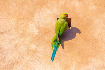 Green Parrot