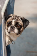 Pug Portrait