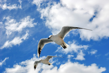 seagulls blue sky