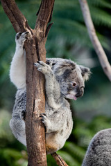 koala bear in tree