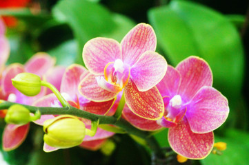 Fototapeta na wymiar The butterfly orchid