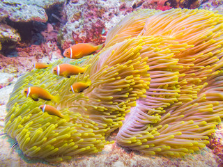 school of clown fish