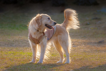 Golen Retrevier in park