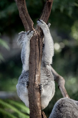 koala bear in tree