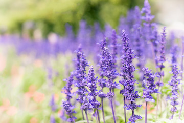 A field of lavender flower with blurry backdrop