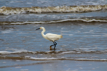 Garça na praia