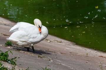 White swan standing on the lakeshore