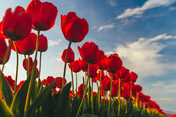 Tulips