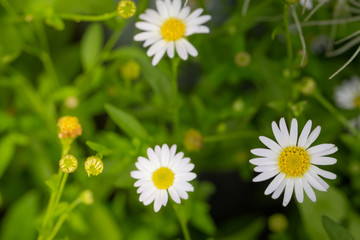 Little white daisy flower with green bokeh