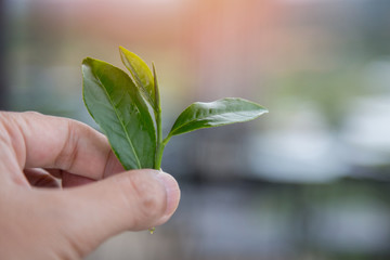 Fresh tea leaves in the hand