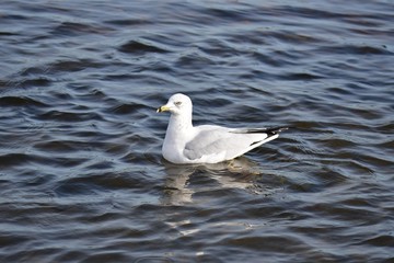 A closeup of a Ring-billed Gull swimming in the lake. BC Canada