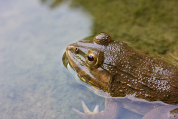 Frog in the water