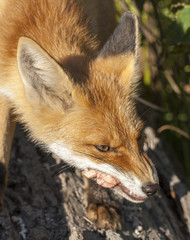 red fox