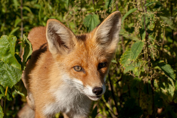 red fox vulpes vulpes