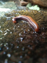 snail on leaf