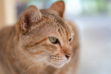 Close up a striped Thai cat with big eyes, green eyes cat