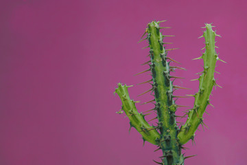 close up cactus isolated on purple background