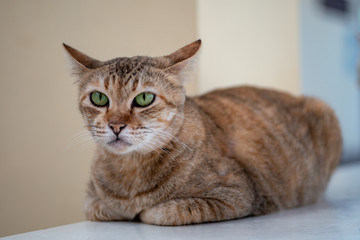 Close up a striped Thai cat with big eyes, green eyes cat