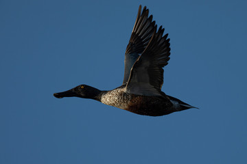  Male Northern shoveler, flying in beautiful light in North California