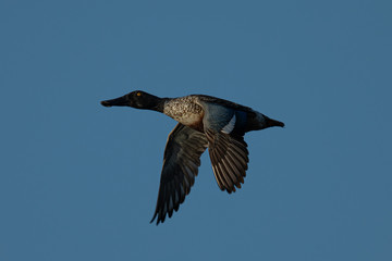  Male Northern shoveler, flying in beautiful light in North California