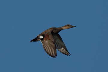 Fototapeta na wymiar Wild duck flying, seen in a North California marsh