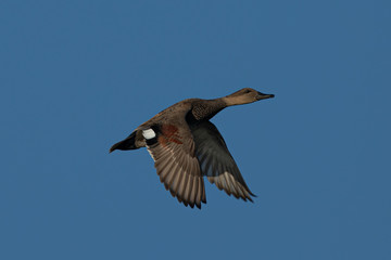 Wild duck flying, seen in a North California marsh