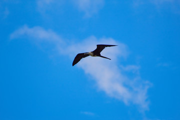 seagull flying in the sky