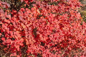 Bush with red leaves.	