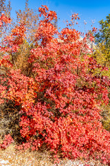 Bush with red leaves.	