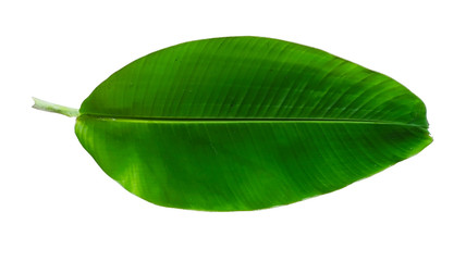banana green leaf isolated on white background