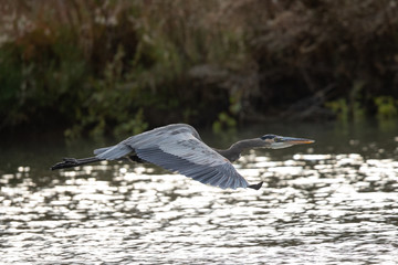 Great blue heron flying in the wild in North California 