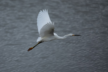 Great egret flying, seen in the wild in a North California marsh
