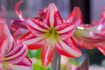 red and white flowers - closeup