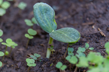 sprout of a pumpkin plant - macro