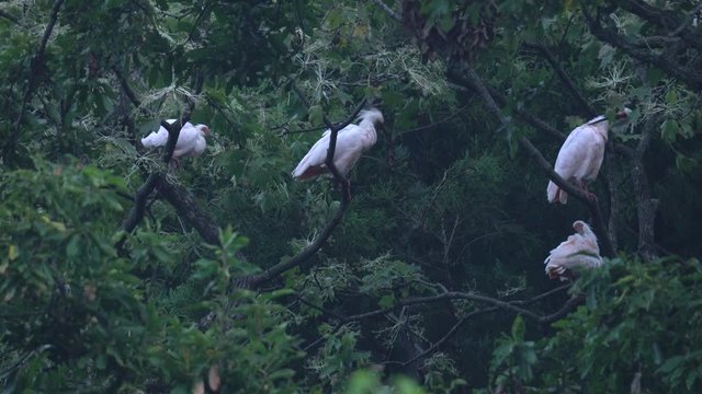 Flock of Nipponia nippon or Japanese Crested Ibis or Toki, once extinct animal from Japan, in a wood in Sado island