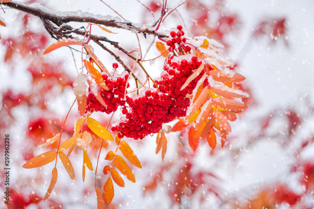 Poster bunches of red rowan covered by the first snow. red rowan berries with yellow leaves in the snow.
