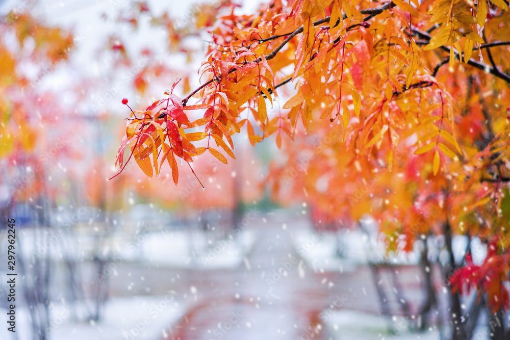 Poster autumn colorful landscape. branches of rowan tree with red leaves in snowy park.